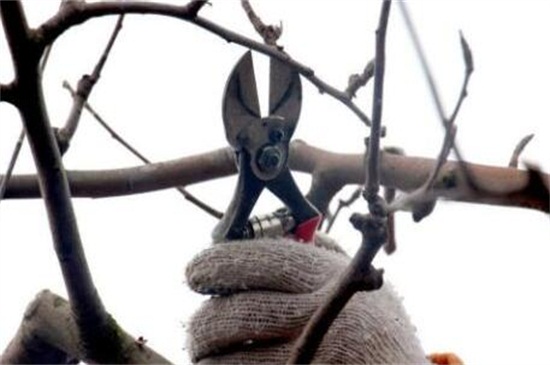 苹果树修剪办法