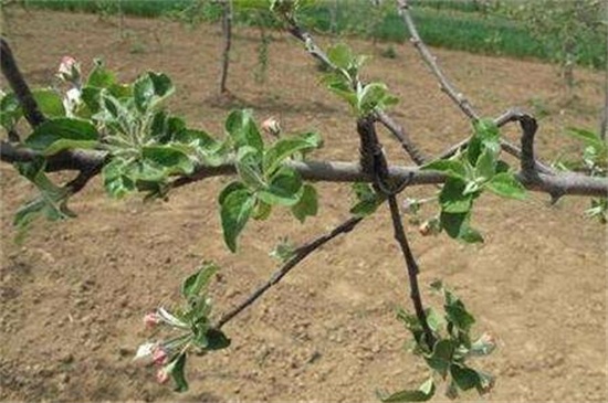 苹果树修剪办法