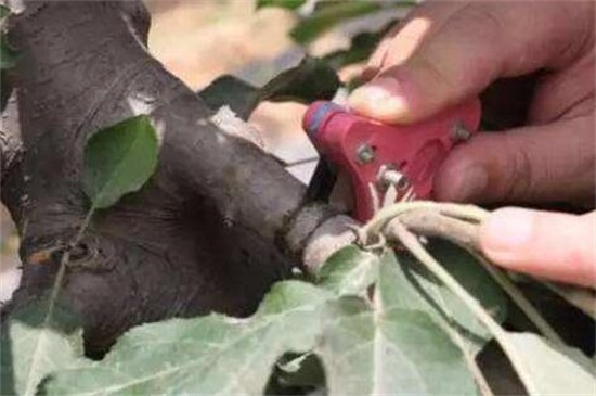 苹果树修剪办法