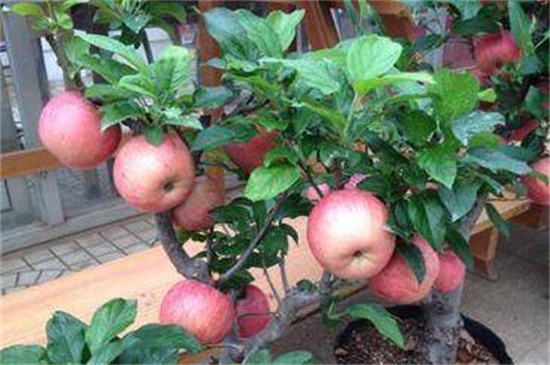 苹果树剪枝最佳时间，在冬末春初时实行剪枝