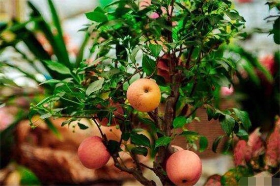 苹果树剪枝最佳时间，在冬末春初时实行剪枝