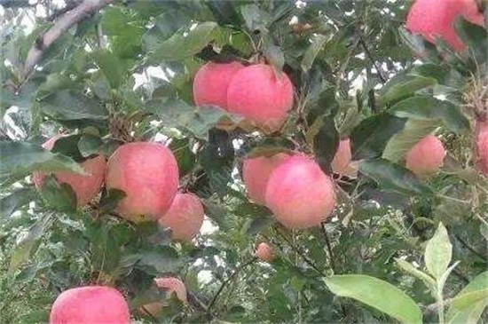 苹果树剪枝最佳时间，在冬末春初时实行剪枝
