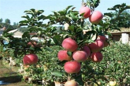 苹果树剪枝最佳时间，在冬末春初时实行剪枝