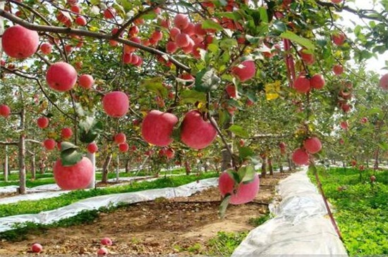 苹果树一年施几次肥