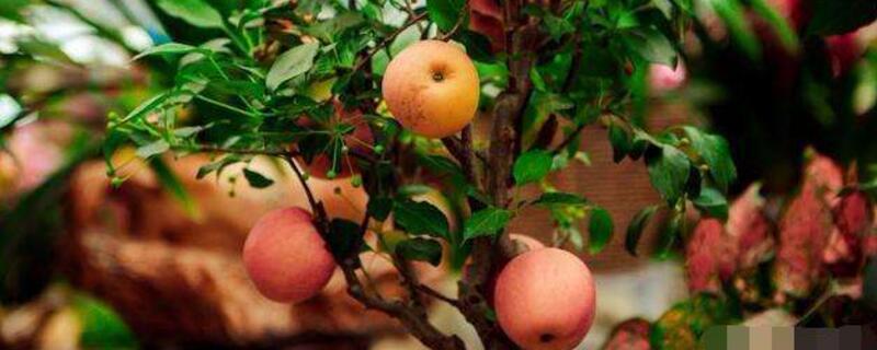 苹果树冬季落叶吗