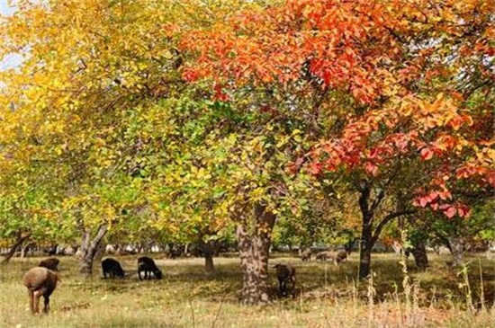 苹果树冬季落叶吗