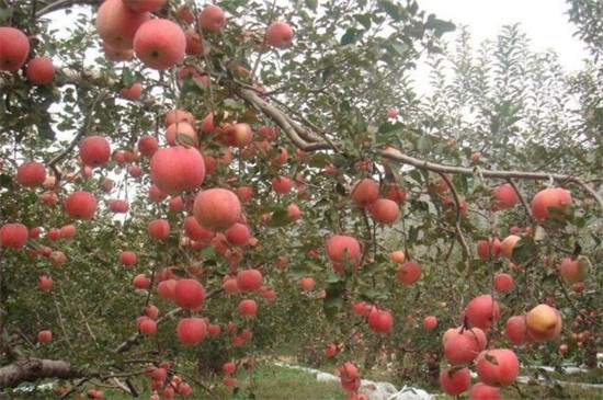 苹果树冬季落叶吗