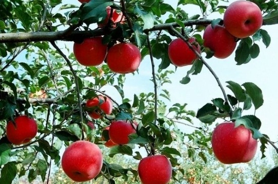 苹果树苗几年挂果