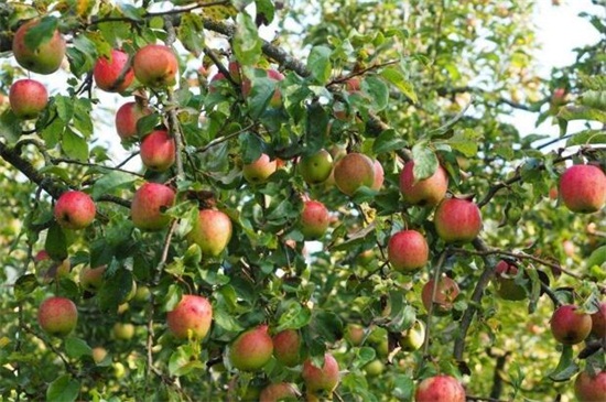 一亩地种多少苹果树