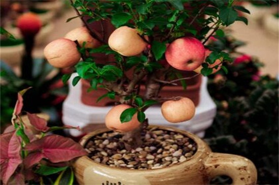 苹果树如何栽种