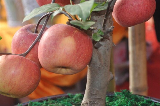 盆栽苹果树栽培技术