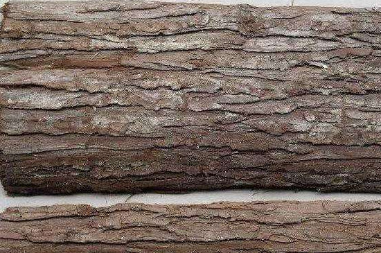 杉树皮的功效与作用