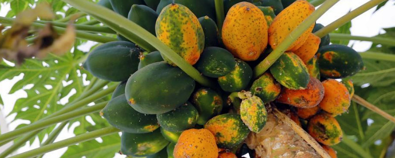 木瓜树如何控制长高