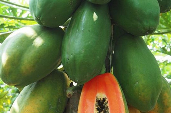 木瓜树如何控制长高