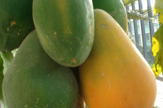 木瓜树如何控制长高