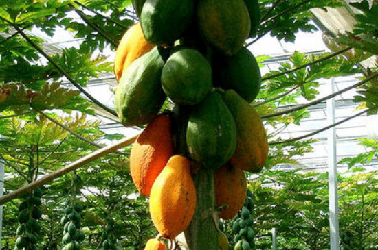 木瓜树如何控制长高