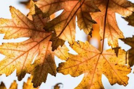 为何秋季的树叶会变黄