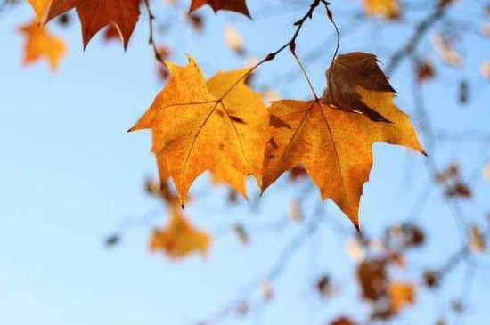 为何秋季的树叶会变黄