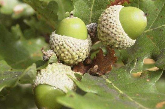 麻栎树果实如何吃