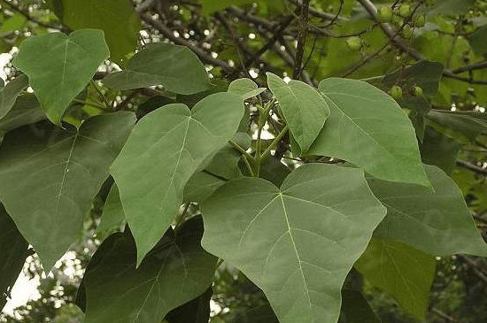 泡桐树叶像什么