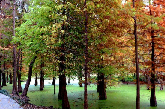 水杉的特点和生长环境