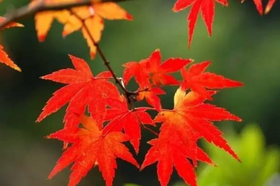 中华槭是什么植物啊