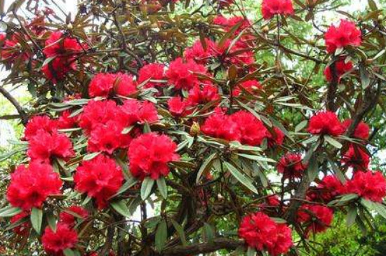 马樱树花的功效