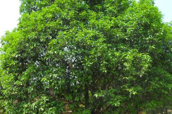 潍坊市树是什么树