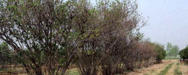 夏季如何种树成活率高