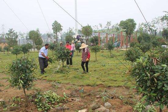 夏季如何种树成活率高