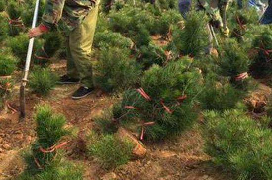 夏季如何种树成活率高