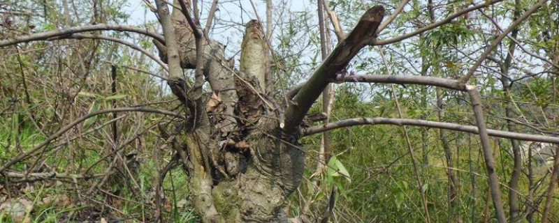 杀死大树的土办法