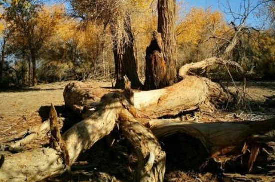 杀死大树的土办法