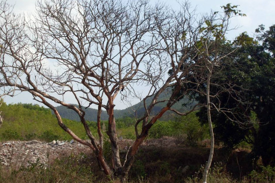 杀死大树的土办法