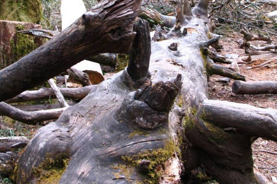 杀死大树的土办法