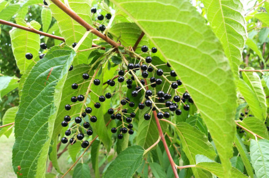 山桃稠李果实能吃吗