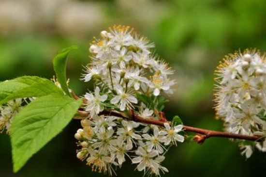 山桃稠李果实能吃吗