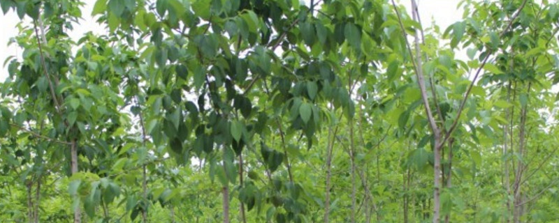 杜仲树移栽办法