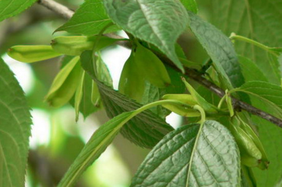 杜仲树移栽办法