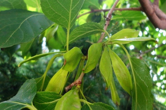 杜仲树移栽办法