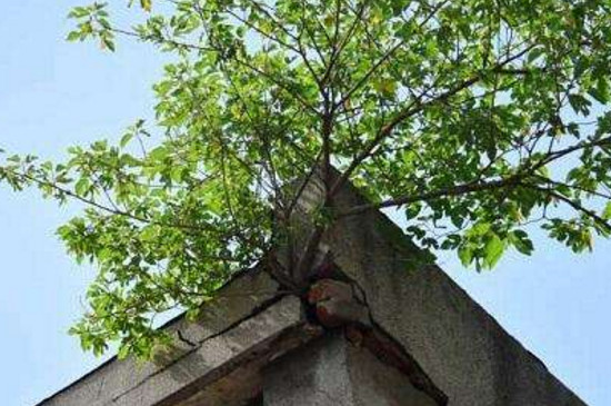 房顶长树如何处理