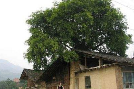 房顶长树如何处理