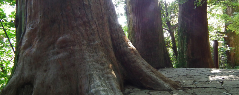 如何让大树快速死掉