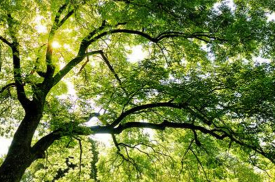 如何让大树快速死掉