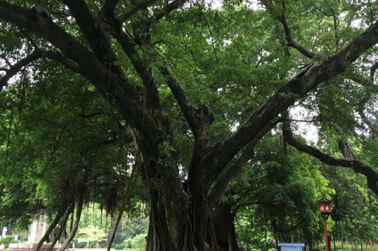 如何让大树快速死掉