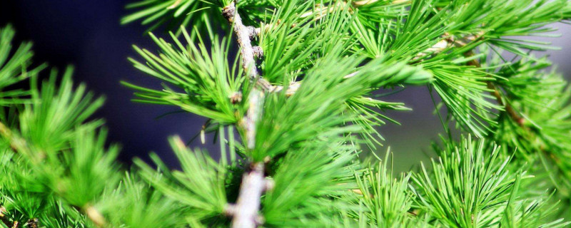 如何判断松树死了