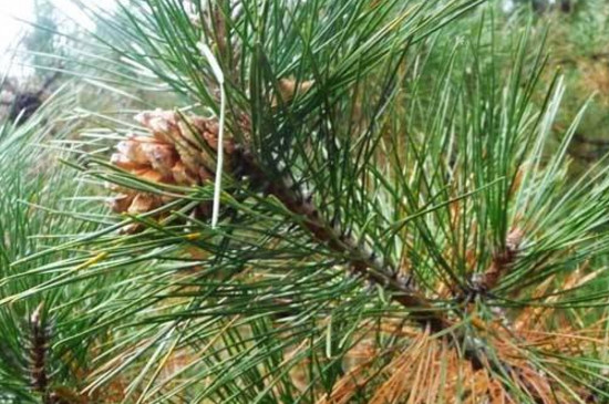 如何判断松树死了