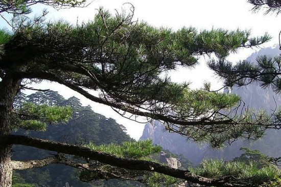 如何判断松树死了