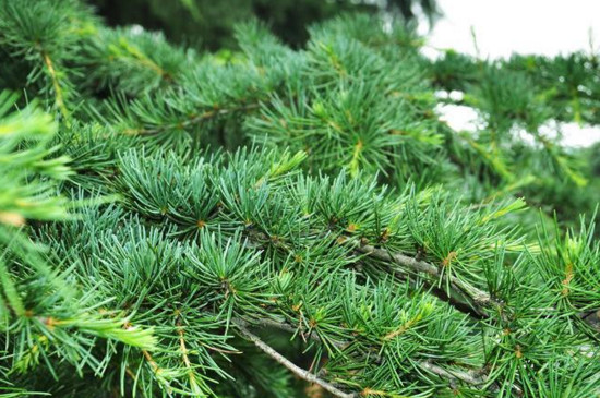 如何判断松树死了