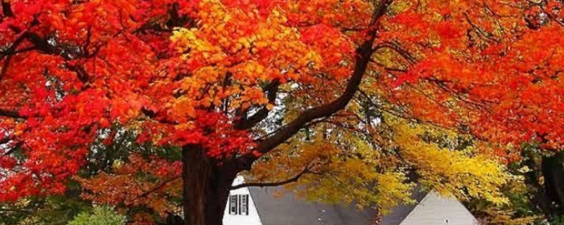 枫树叶子枯萎如何抢救